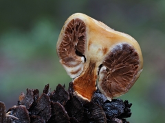 Pholiota nubigena