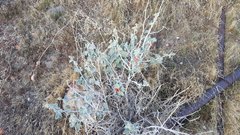 Sphaeralcea ambigua rugosa