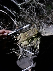 Sclerophrys pardalis