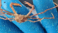Chorilia longipes