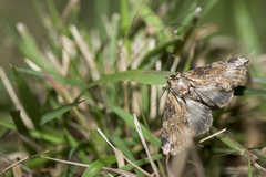 Plotheia exacta