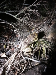 Sclerophrys pardalis