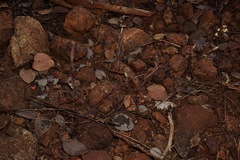 Cordylanthus tenuis brunneus