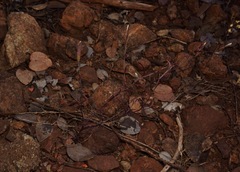 Cordylanthus tenuis brunneus