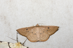 Striglina