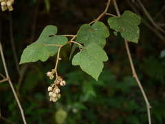 Rubus indicus