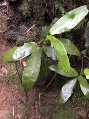 Aextoxicon punctatum