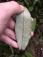 Aextoxicon punctatum