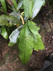 Aextoxicon punctatum