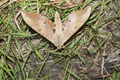 Marumba sperchius sperchius