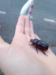 Oryctes nasicornis