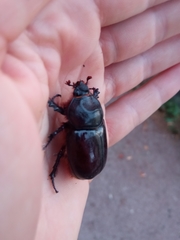 Oryctes nasicornis