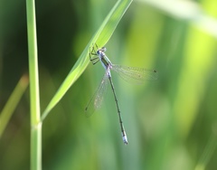 Lestes sponsa