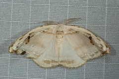 Callidrepana gelidata
