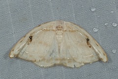 Callidrepana gelidata