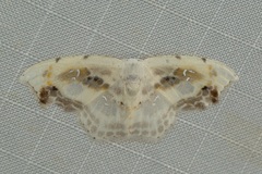 Leucoblepsis renifera