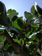 Pistacia vera