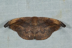 Oreta carnea