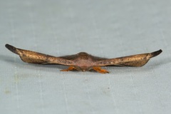 Oreta carnea