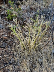 Astragalus clevelandii