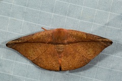 Oreta perobliquilinea