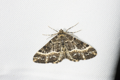 Harutalcis fumigata