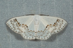 Teldenia specca