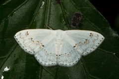 Teldenia specca