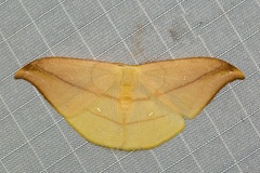 Tridrepana argentistriga