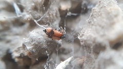 Anthocomus