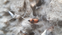 Anthocomus