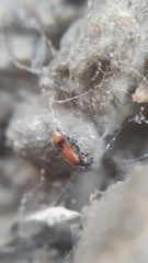 Anthocomus