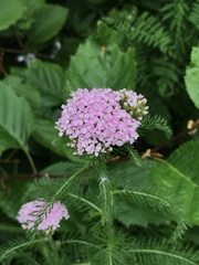 Achillea millefolium
