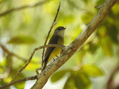 Microeca flavigaster