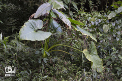 Xanthosoma violaceum