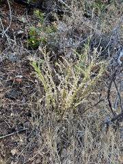 Astragalus clevelandii