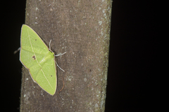 Tanaoctenia haliaria