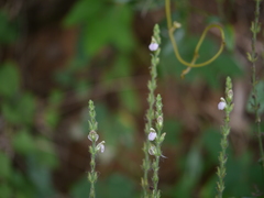 Justicia wynaadensis