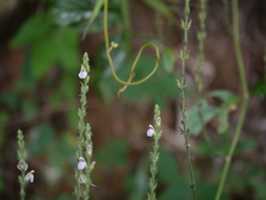 Justicia wynaadensis