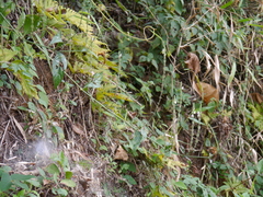 Justicia wynaadensis