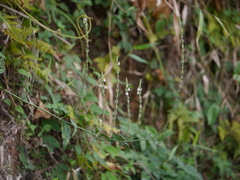 Justicia wynaadensis