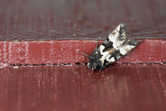 Phlogophora albovittata