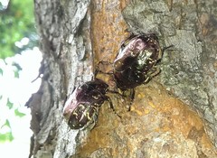 Protaetia orientalis