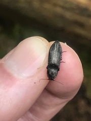 Paraphotistus impressus