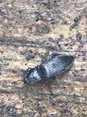 Paraphotistus impressus