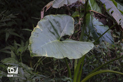 Xanthosoma violaceum