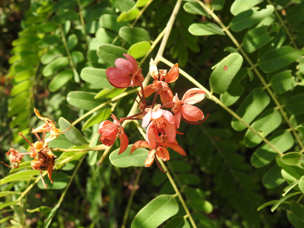 Java Cassia from Batchelor NT 0845, Australia on June 2, 2021 at 01:20 ...