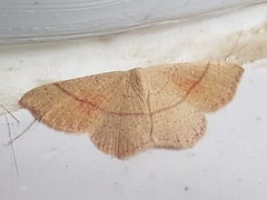 Cyclophora punctaria