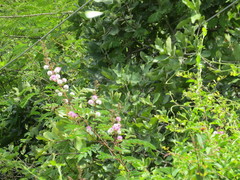 Acacia glaucoptera