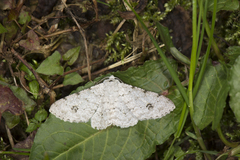 Lassaba parvalbidaria
